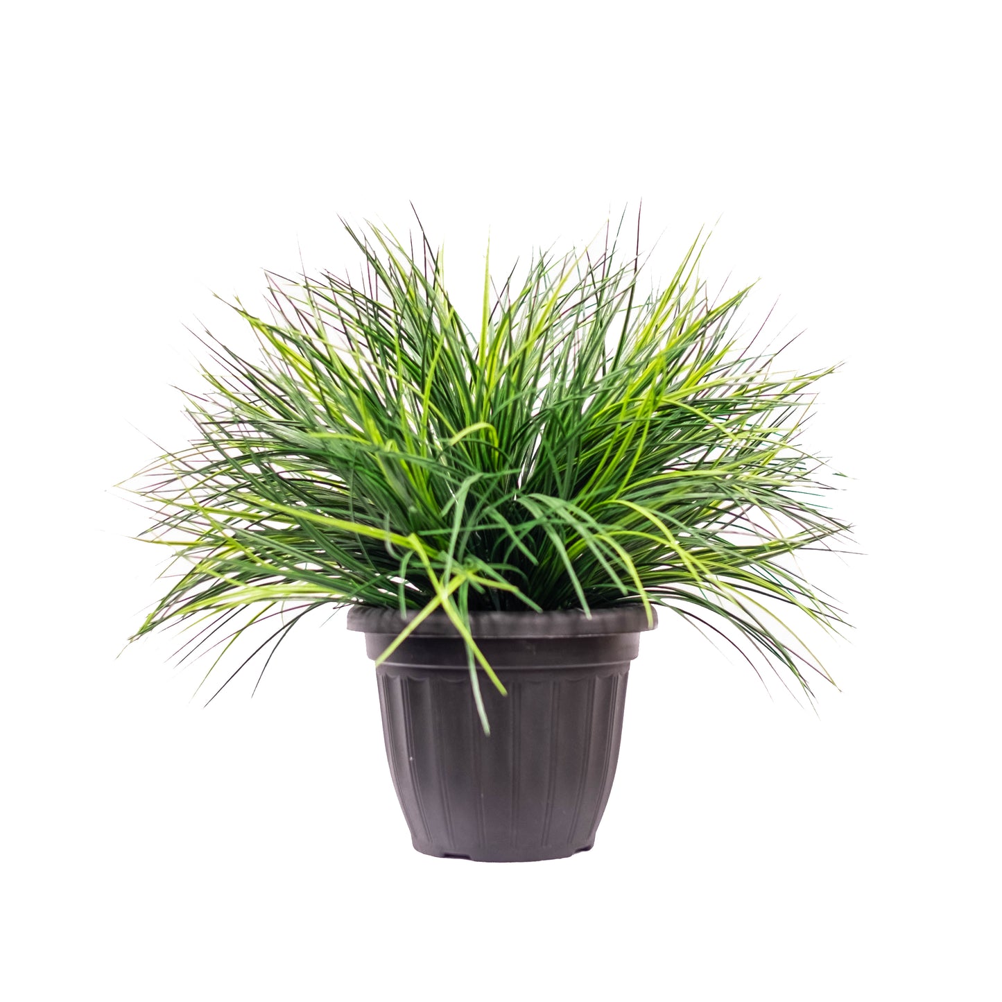 Wheat Grass