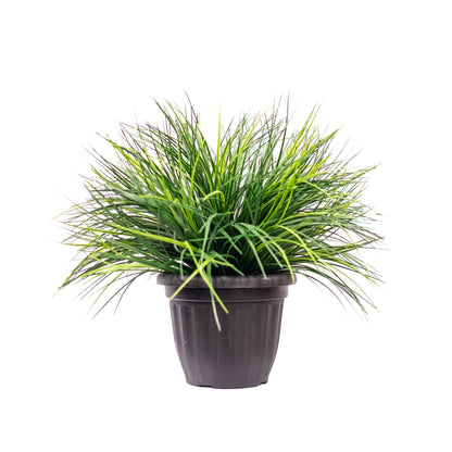 Wheat Grass