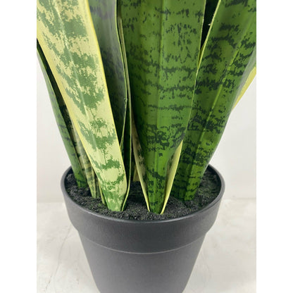 Potted Variegated Snake Plant 40: