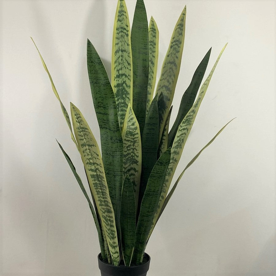 Potted Variegated Snake Plant 40: