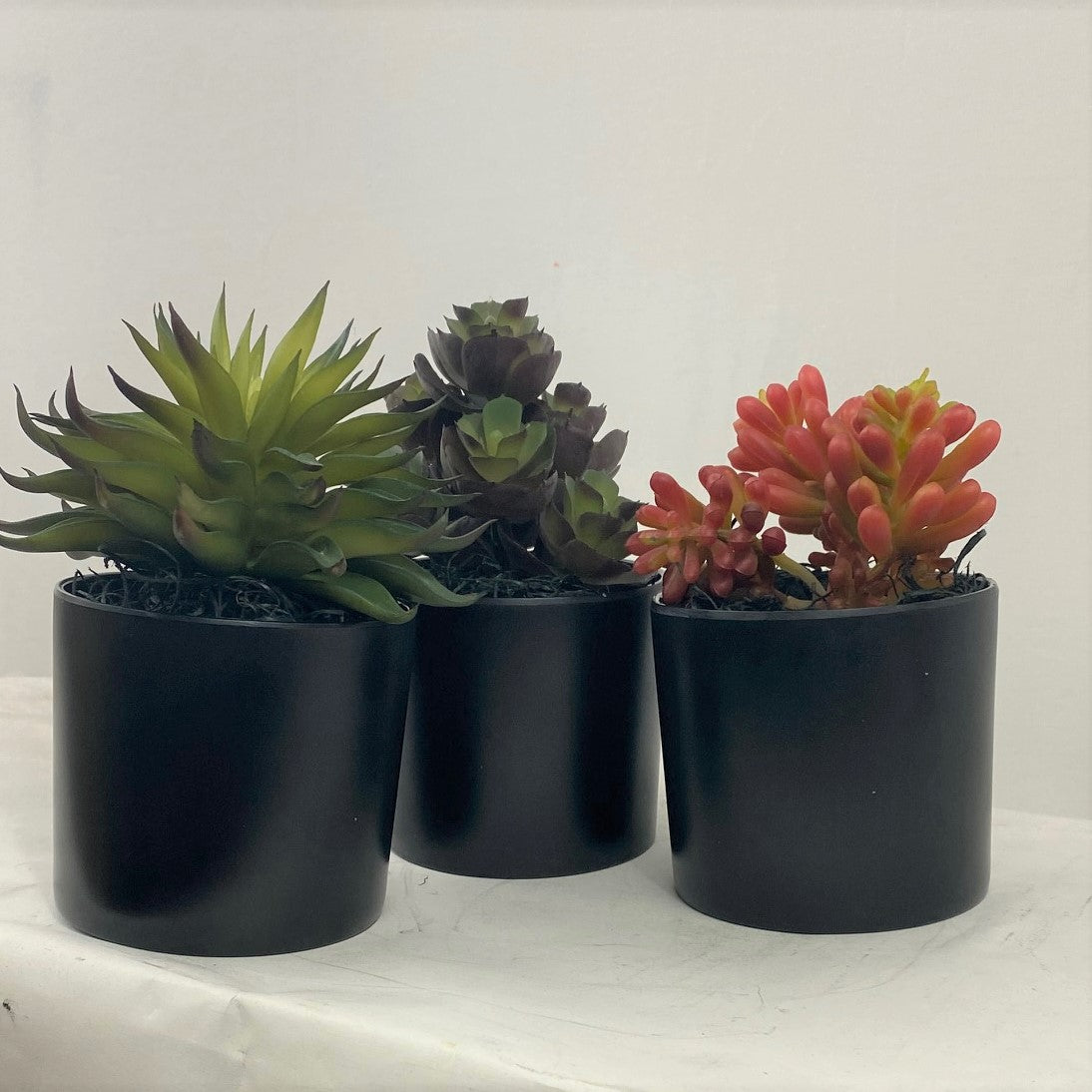 Potted Succulents (Set of 3)