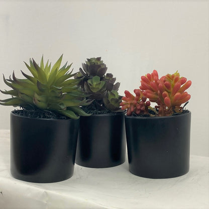 Potted Succulents (Set of 3)