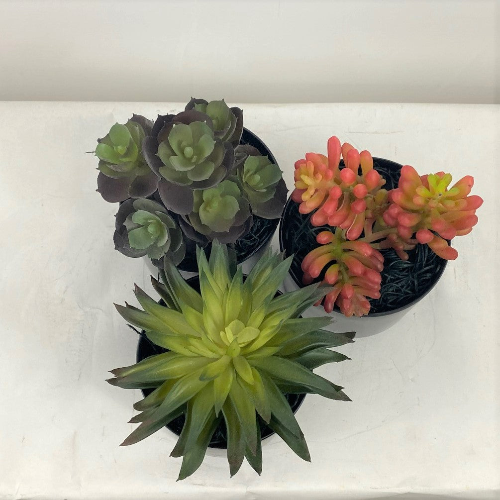 Potted Succulents (Set of 3)