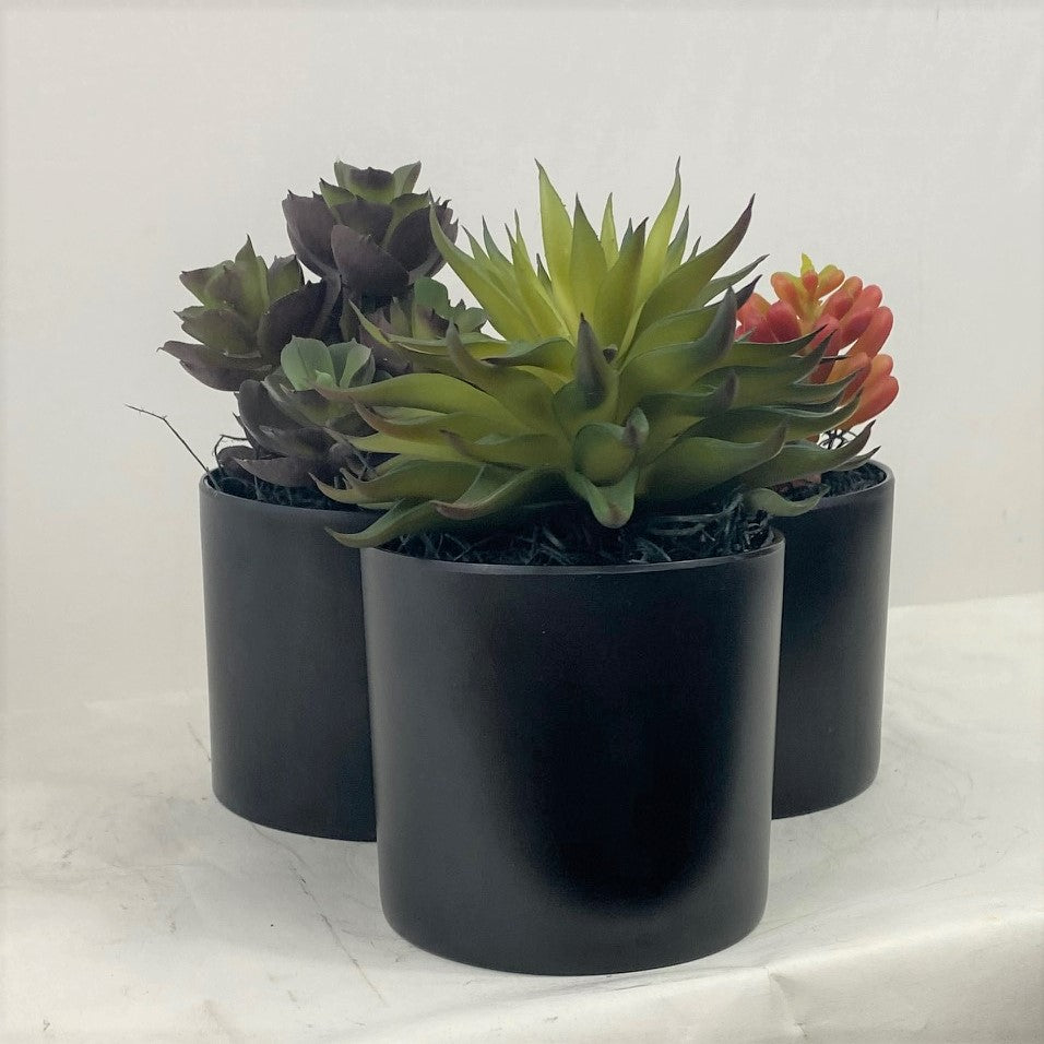 Potted Succulents (Set of 3)