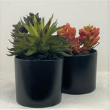 Potted Succulents (Set of 3)