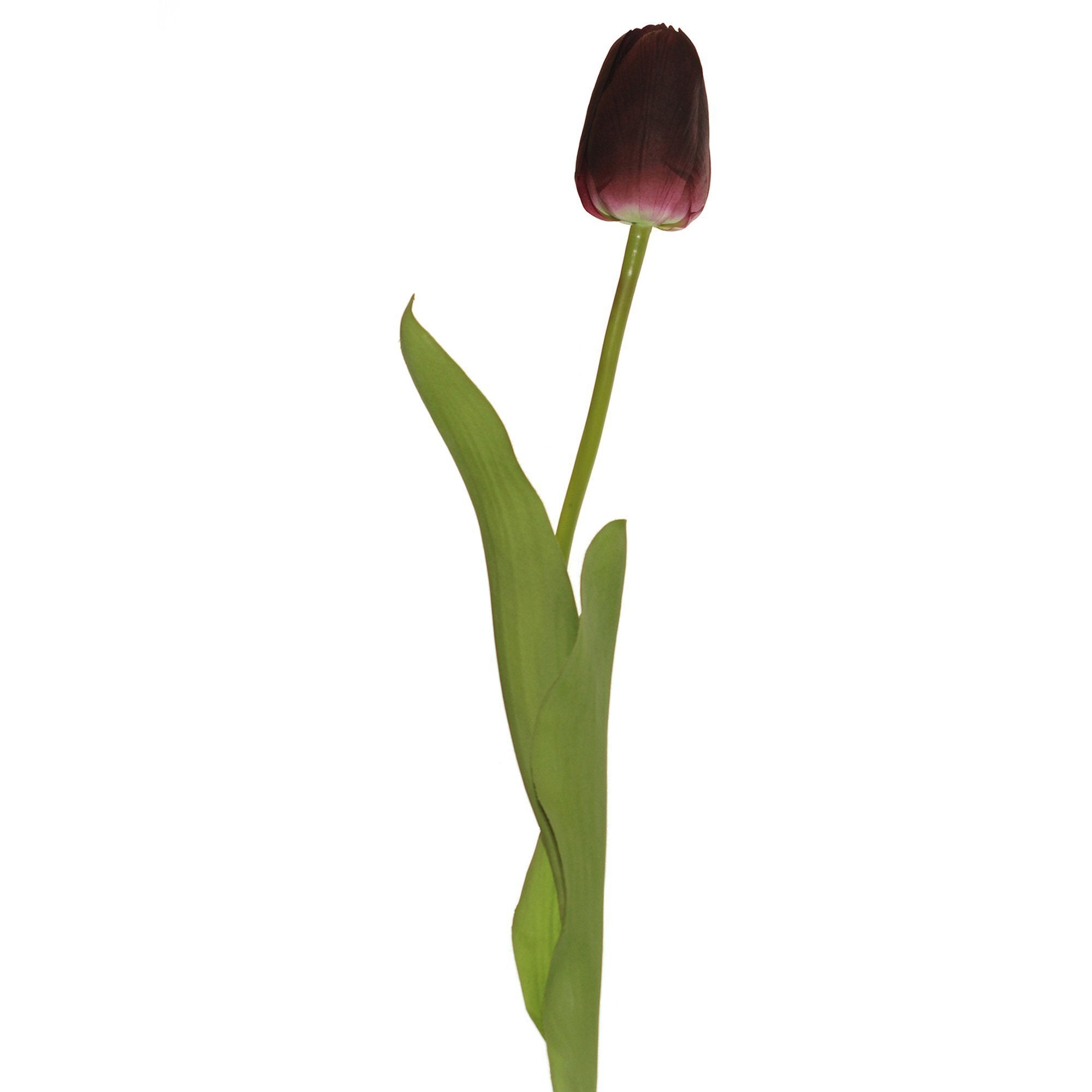 Tulip darwin hybrid (pack of 6)