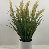 Flowering Grass potted