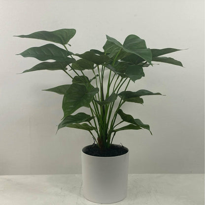 Anthurium with Planter