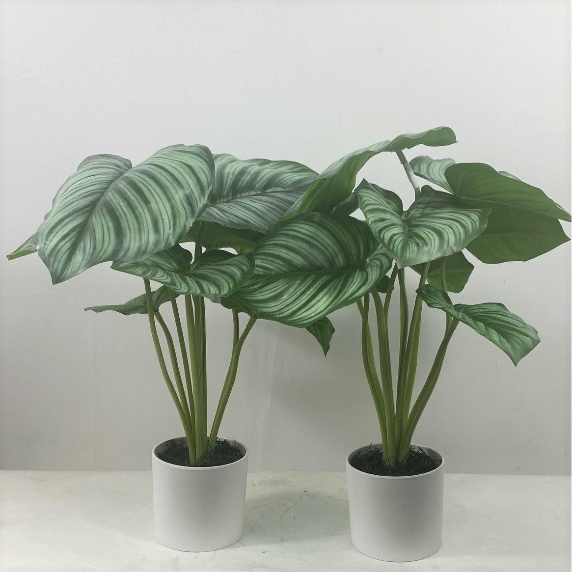 Calathea Plant (Set of 2)